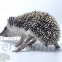 Wobbly Hedgehog Syndrome