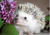 Acclimation To New Home