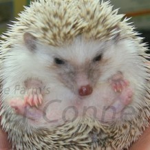 Monitoring Hedgehog Health