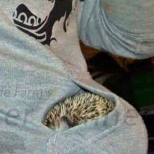 Warming Up A Cold Hedgehog