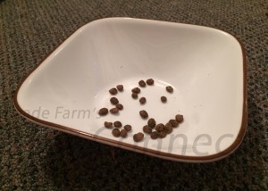 Determining If Your Hedgehog Is Eating Enough
