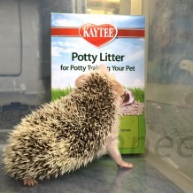 Litter Pans, Litter, & Litter Pan Training