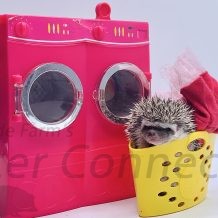 Hedgehogs On The Loose