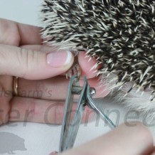 Nail Trimming