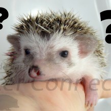 Mentoring Questions For New Breeder