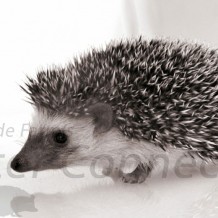Hedgehog Longevity
