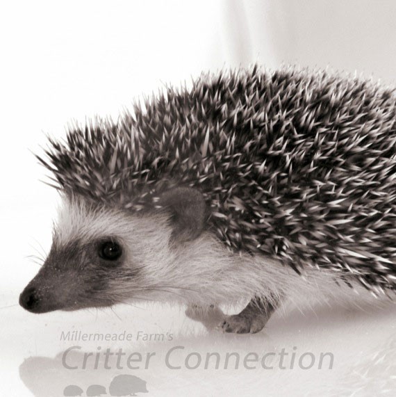 Hedgehog Longevity
