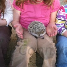 Learning About & Meeting Hedgehogs Before You Buy