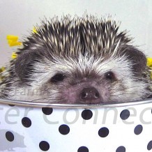Hedgehogs As Gifts