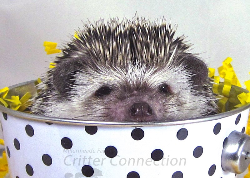 Hedgehogs As Gifts
