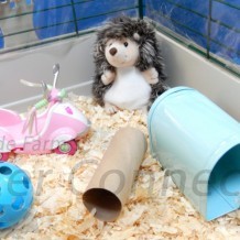 Toys, Enrichment & Entertainment