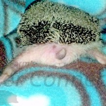 My Hedgehog Hates Me!