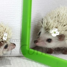 Are Hedgehogs Solitary or Social?