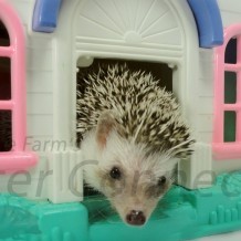 Finding A New Home For Your Pet