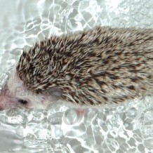 Bathing Your Hedgehog