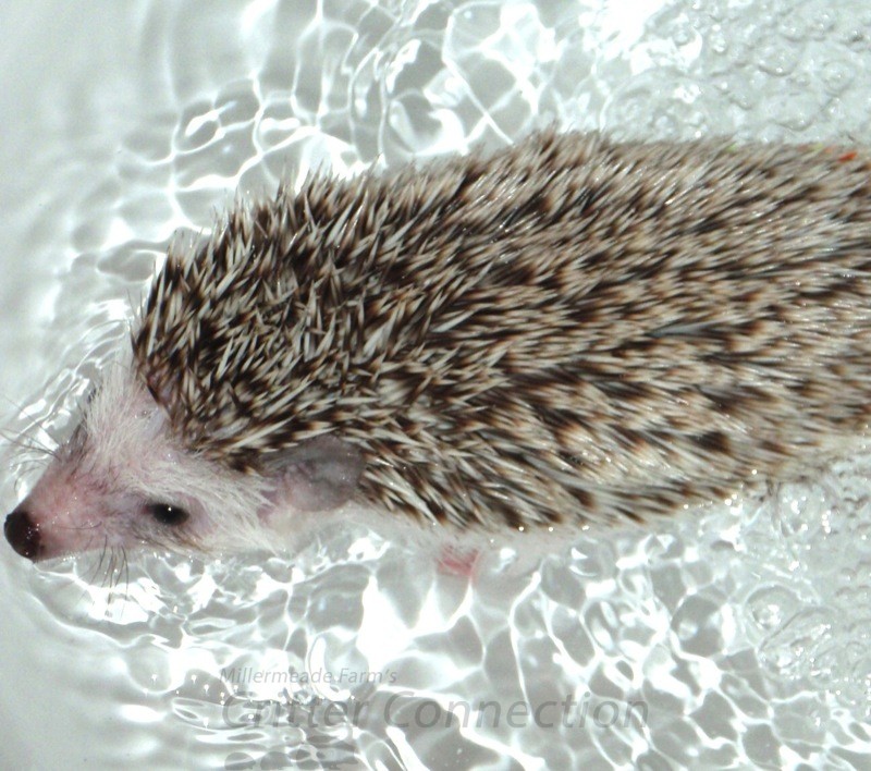 Bathing Your Hedgehog