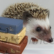 Transition From The Breeder’s Home To Your Home