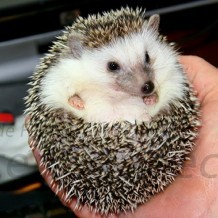 Quills, Spines & Fur