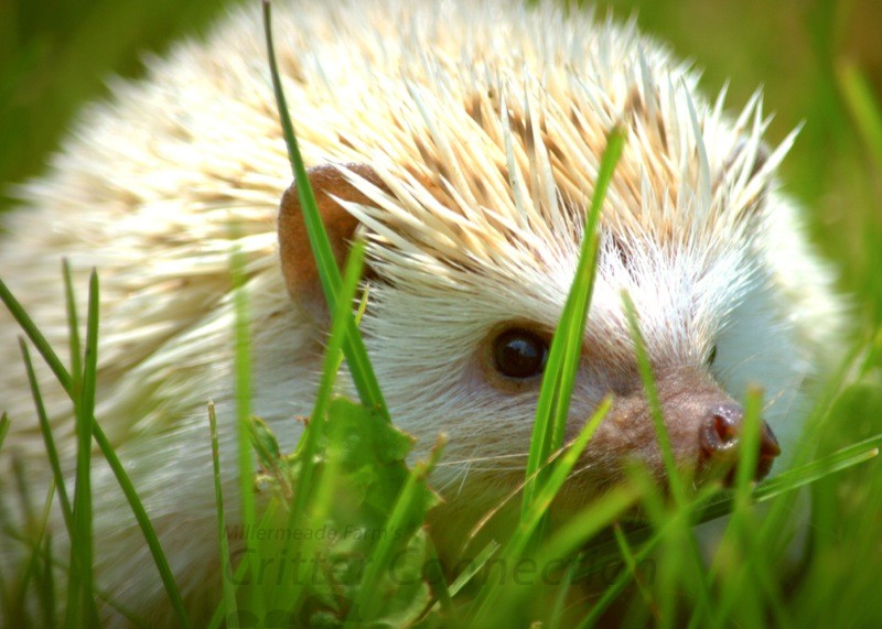 Why Are Hedgehogs Difficult To Find?