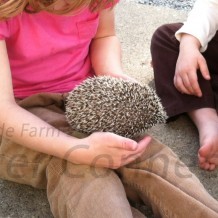 Bonding With Your Hedgehog