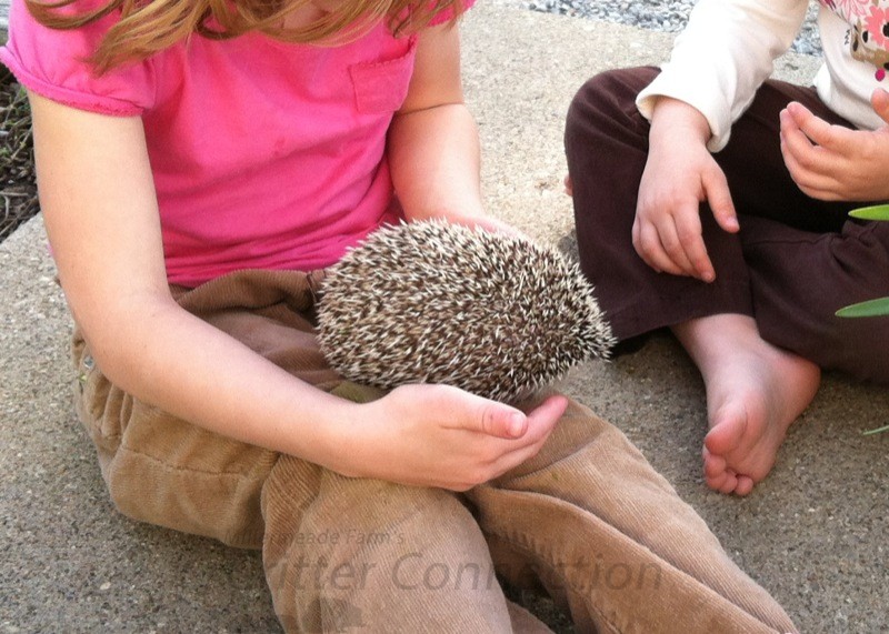 Bonding With Your Hedgehog