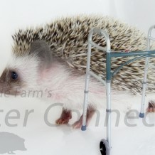 The Aging Hedgehog