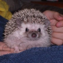 Petting Your Hedgehog