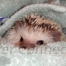 Human Allergic Reactions To Hedgehogs