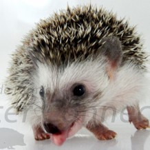 Wobbly Hedgehog Syndrome