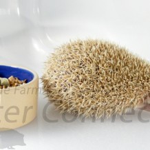 Help! My Hedgehog Is Not Eating: Tempting Taste Buds