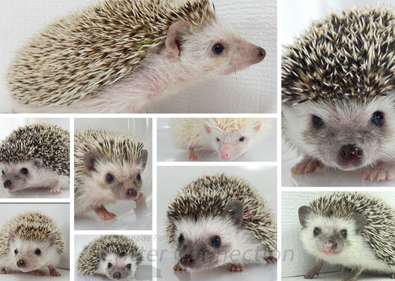 Selection Of Your New Hedgehog
