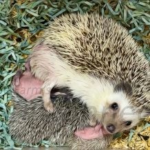 About Our Babies FAQ