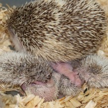 Basic Breeding Information