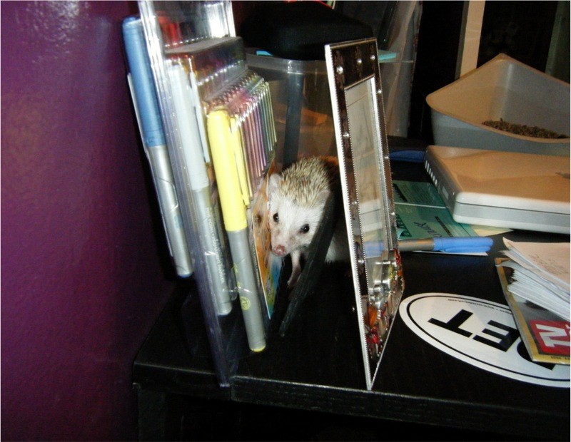 Hedgehog Phoebe Gunderman exploring 