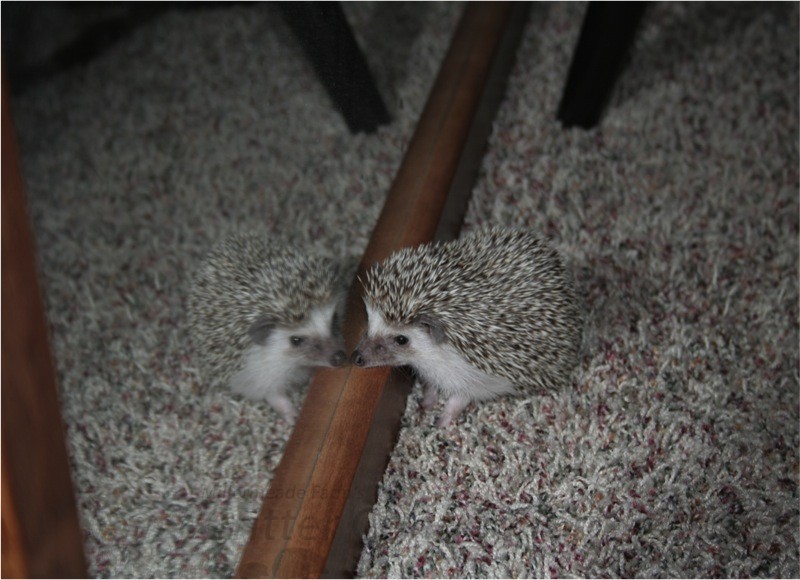 Hedgehog Frankie Bishop looking into the mirror