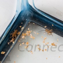 Insect Variety Comparison