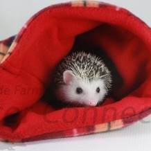 Hedgehogs On The Loose