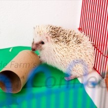 Activity Levels of Pet Hedgehogs