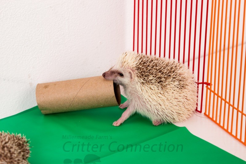 Chewing hedgehog