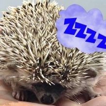 Help! My Hedgehog Sleeps All the Time