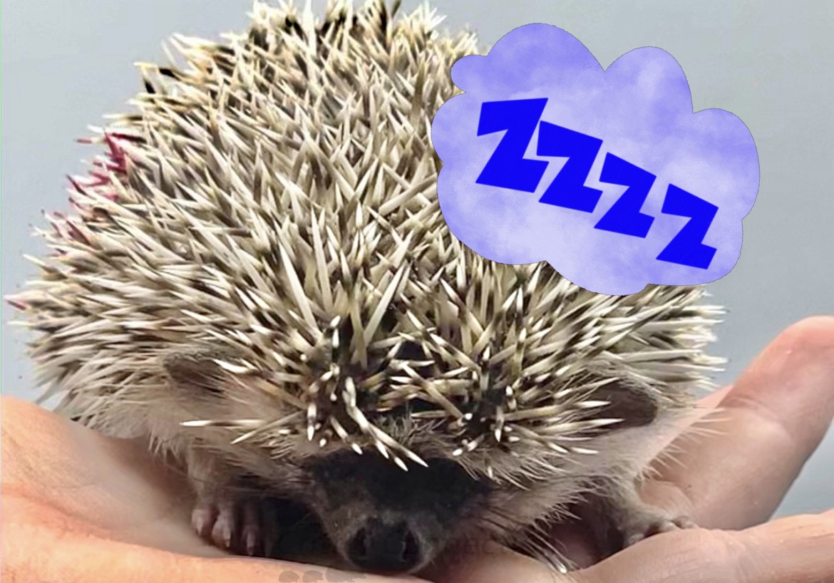 Help! My Hedgehog Sleeps All the Time