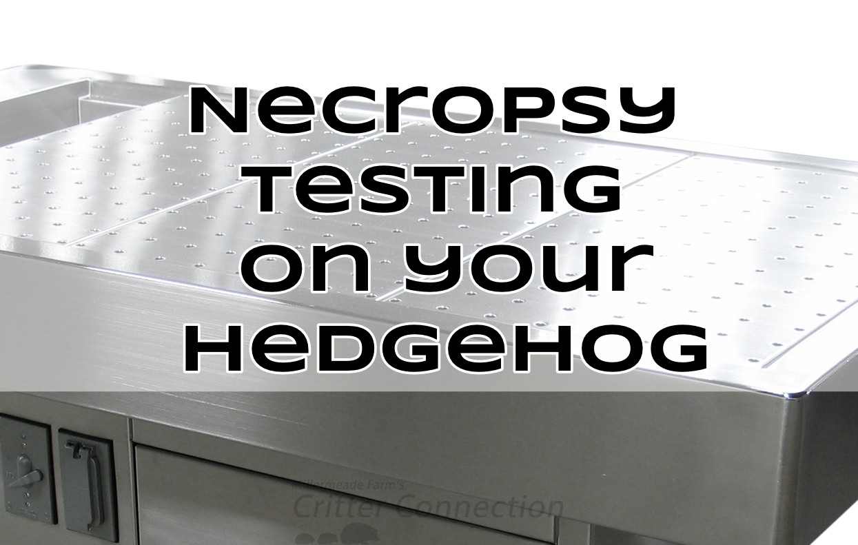 Wanting a Necropsy after your hedgehog passes?