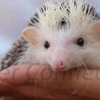 Hedgehogs As Pets