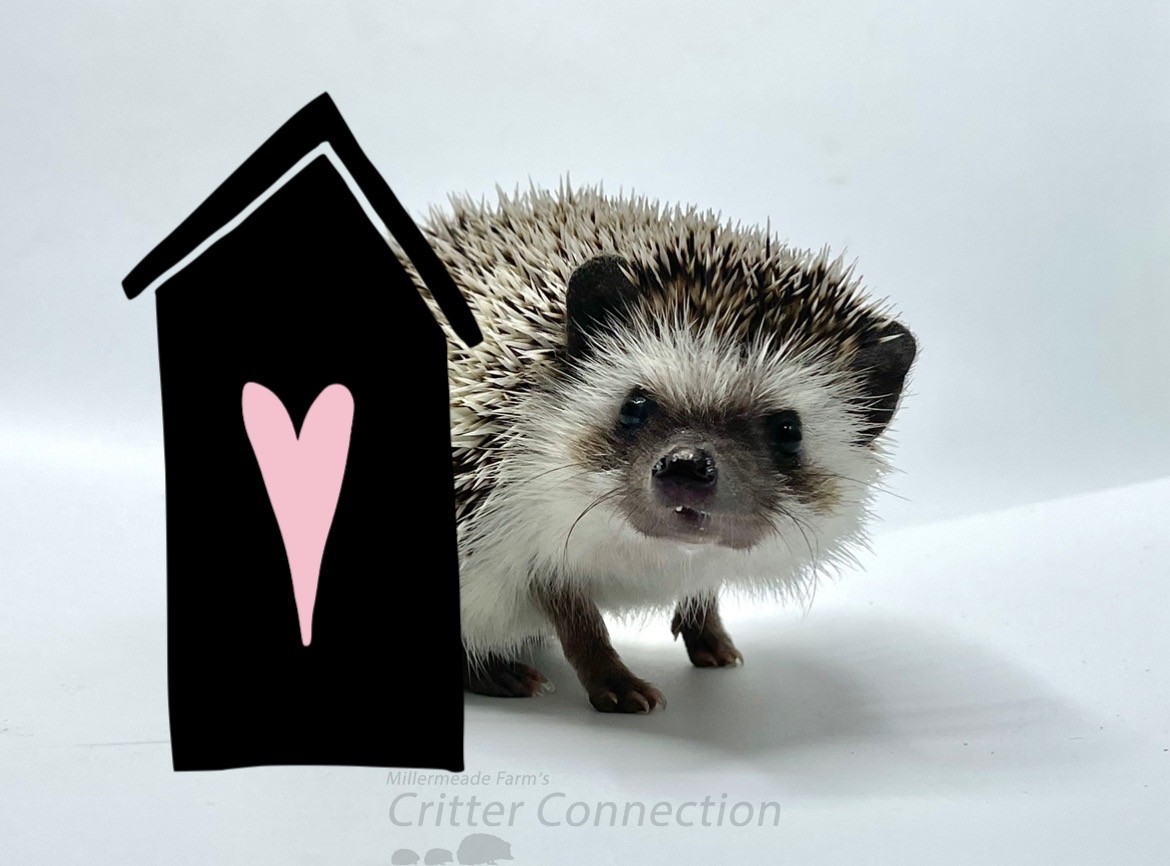 Acclimation To New Home Millermeade Farm's Critter Connection