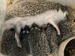 Hedgehog Breeding Challenges