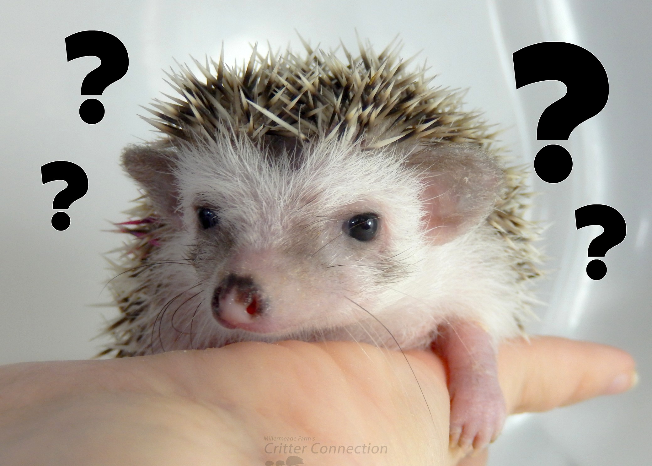hedgehog with questions