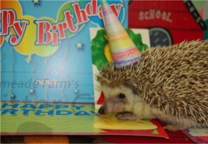 Hedgehog Hank on his 1st birthday