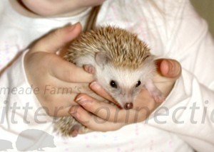 When & How Much to Handle Your Hedgehog