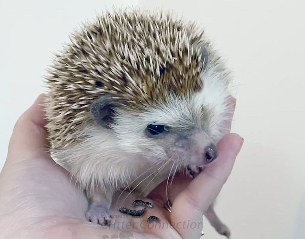 Hedgehog Poop On Wheel