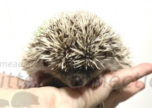 Waking Up Your Hedgehog